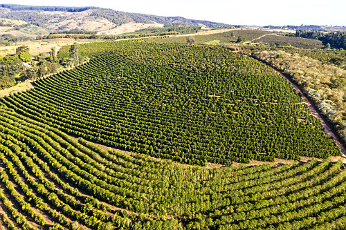 Vista de drone de propriedade rural com plantação de café do tipo catuaí vermelho e amarelo -