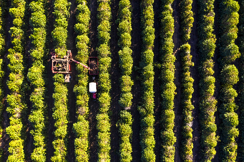 Vista de drone de colheita mecanizada de café do tipo catuaí - 