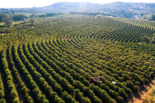 Vista de drone de colheita mecanizada de café do tipo catuaí - 