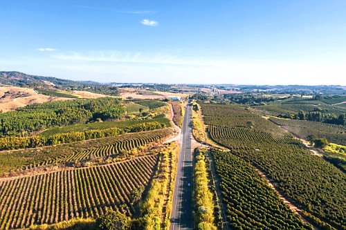 Vista de drone da rodovia SP-346 entre plantações de café - 