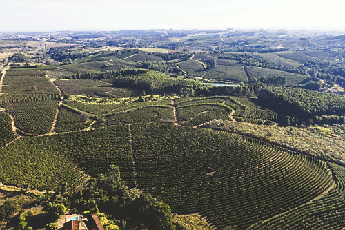 Vista de drone de propriedade rural com plantação de café do tipo catuaí - 