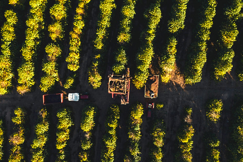Vista de drone de colheita mecanizada de café do tipo catuaí - 