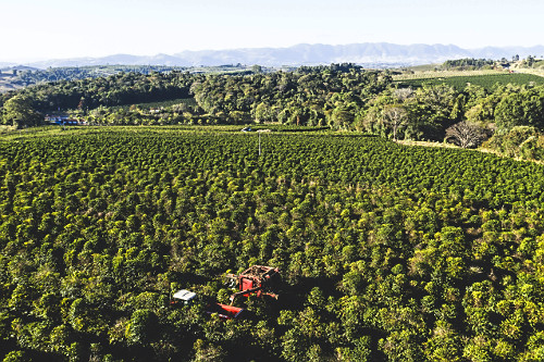 Vista de drone de colheita mecanizada de café do tipo catuaí - 