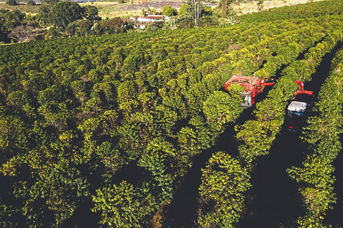 Vista de drone de colheita mecanizada de café do tipo catuaí - 