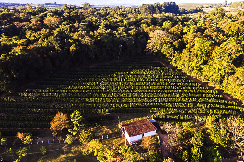 Vista de drone de plantação de café do tipo catuaí e mata nativa preservada - 