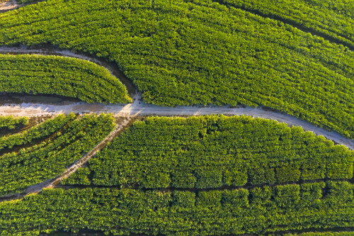 Vista de drone de plantação de cana-de-açúcar  - 