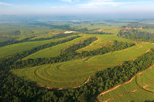 Vista de drone de plantação de cana-de-açúcar  - mata nativa preservada como reserva florestal e contenç�
