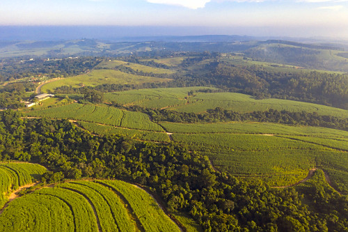 Vista de drone de plantação de cana-de-açúcar  - mata nativa preservada como reserva florestal