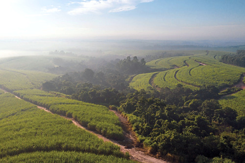 Vista de drone de plantação de cana-de-açúcar  - mata nativa preservada como reserva florestal