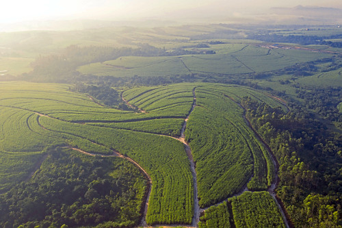 Vista de drone de plantação de cana-de-açúcar  - mata nativa preservada como reserva florestal