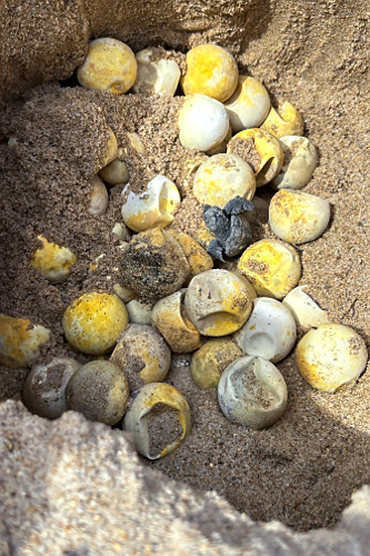 Ovos de tartarugas marinhas depositados naturalmente na praia Busca de Vida - APA Área de Proteção Ambienta