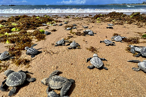 Filhotes de tartarugas-marinhas a caminho do mar - nascimento natural na praia de Busca de Vida - APA Área de
