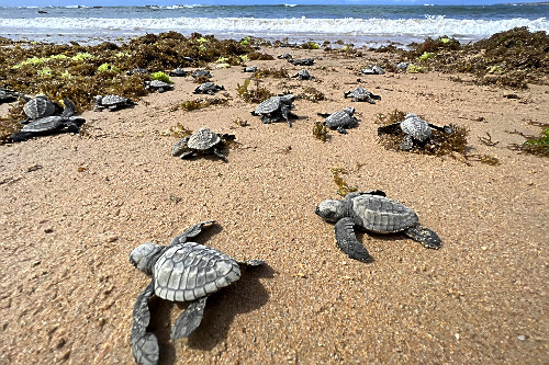 Filhotes de tartarugas-marinhas a caminho do mar - nascimento natural na praia de Busca de Vida - APA Área de
