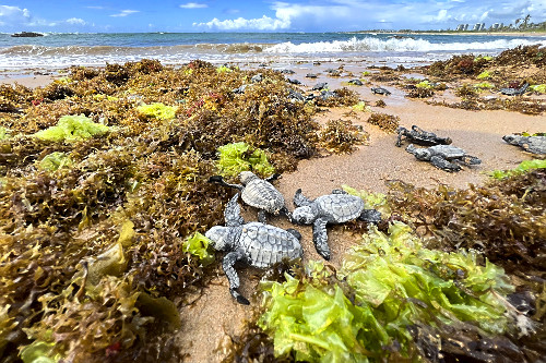 Filhotes de tartarugas-marinhas a caminho do mar - nascimento natural na praia de Busca de Vida - APA Área de
