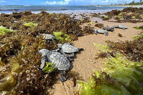 Filhotes de tartarugas-marinhas a caminho do mar - nascimento natural na praia de Busca de Vida - APA Área de
