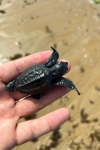 Filhote de tartaruga-marinha - nascimento natural na praia de Busca de Vida - APA Área de Proteção Ambienta