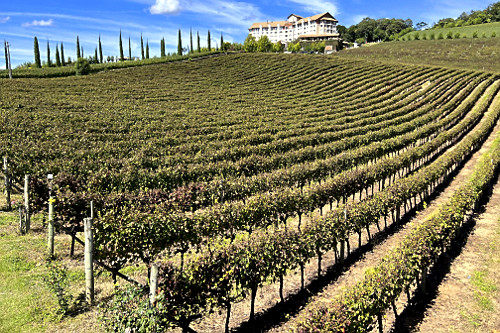 Plantação de uvas para fabricação de vinho e ao fundo hotel spa - Vale dos Vinhedos na Serra Gaúcha