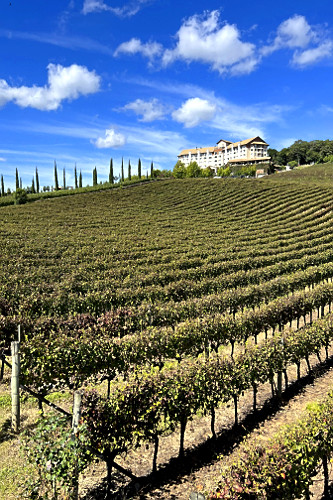 Plantação de uvas para fabricação de vinho e ao fundo hotel spa - Vale dos Vinhedos na Serra Gaúcha