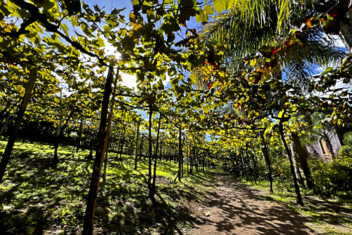 Plantação de uvas para fabricação de vinho - Vale dos Vinhedos na Serra Gaúcha