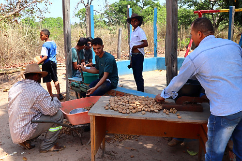 Trabalhadores quebrando e extraindo à amêndoa da castanha de Baru