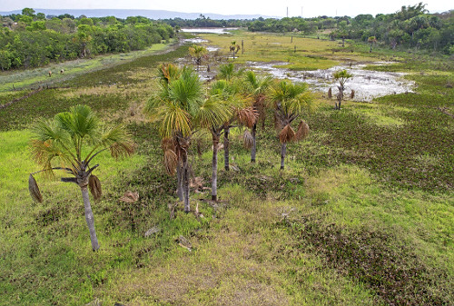Vista de drone da Vereda das Vacas no período da seca