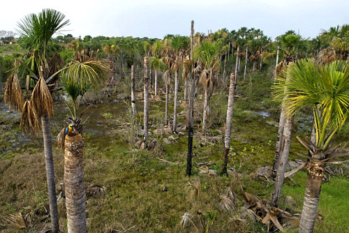 Vista de drone de arara-canindé pousada em tronco de buriti na Vereda das Vacas