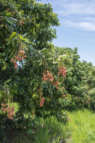 Lichieiras - árvores de lichia - fruta exótica