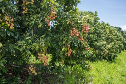 Lichieiras - árvores de lichia - fruta exótica