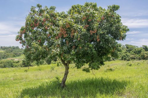 Lichieira - árvore de lichia - fruta exótica