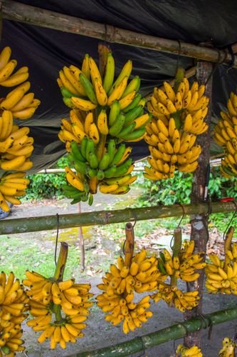 Venda de banana-ouro na margem da Rodovia Rio-Santos - Santos BR-101