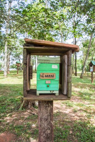 Criação de abelhas jataí no meliponário no Parque Estadual de Vassununga