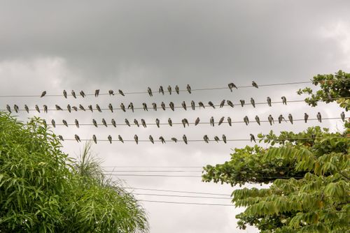Andorinhas pousadas no fio da rede elétrica