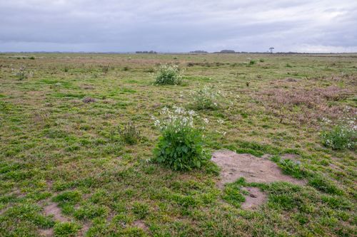 Reserva Biológica do Mato Grande - banhado , campos arenosos e mata de restinga