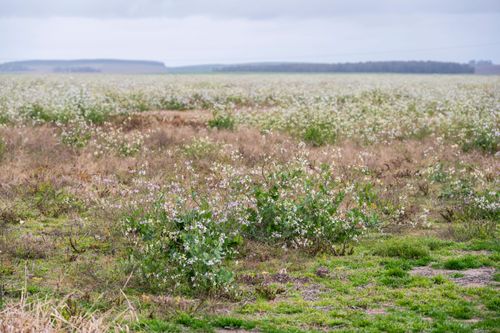 Reserva Biológica do Mato Grande - banhado , campos arenosos e mata de restinga