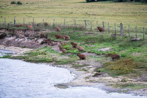Capivaras na Estação Ecológica do Taim