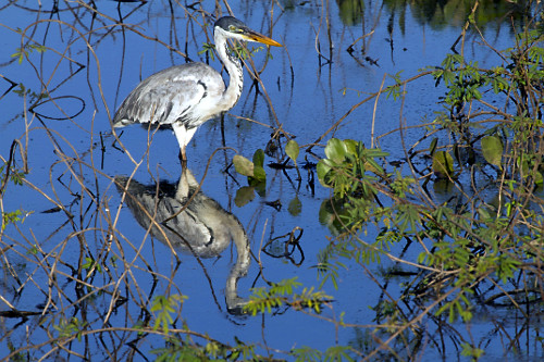 akoページ Ardea cocoi | Pulsar Imagens | Banco imagens do Brasil
