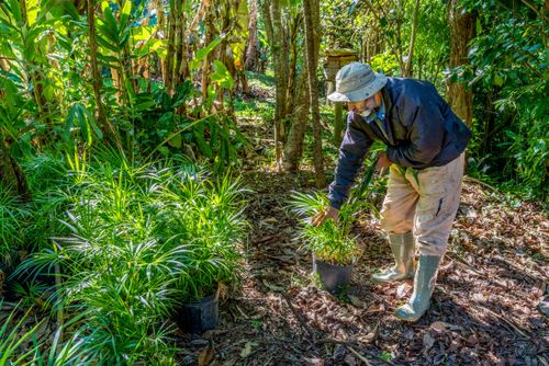Mudas de palmito-juçara em Sitio Agroecológico no Sertão do Ribeirão - Monumento Natural Municipal da Lago