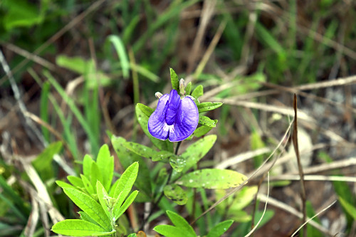 Alcaçuz na trilha do Palmito Mole - Região Turística dos Cânions Paulista