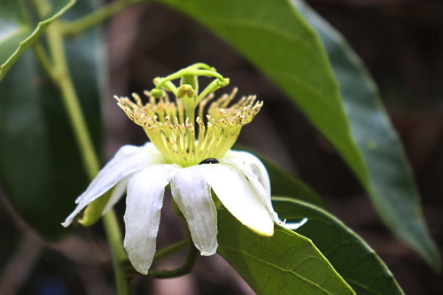 Maracujá-de-capoeira ou maracujá-das-capoeiras na trilha do Palmito Mole - Região Turística dos Cânions P