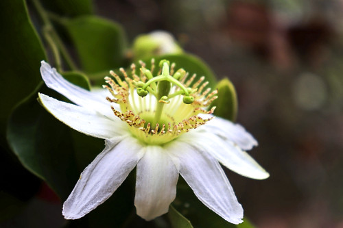 Maracujá-de-capoeira ou maracujá-das-capoeiras na trilha do Palmito Mole - Região Turística dos Cânions P
