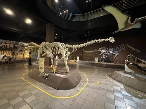 Crânio do Sphagesaurus huenei e ao fundo esqueleto do Baurusuchus ...