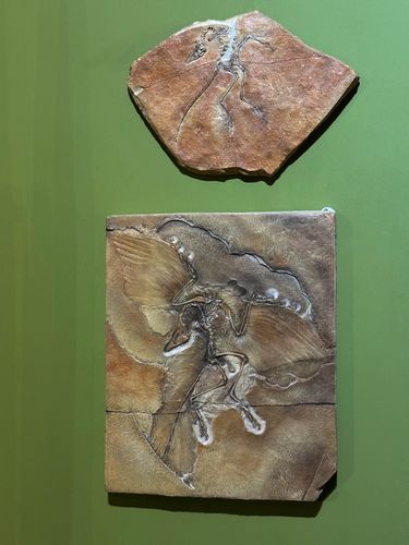 Crânio do Sphagesaurus huenei e ao fundo esqueleto do Baurusuchus ...