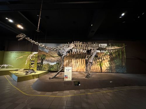 Crânio do Sphagesaurus huenei e ao fundo esqueleto do Baurusuchus ...