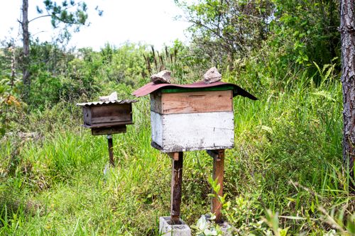 Meliponário da Aldeia de Retomada Nhanderekoá da etnia Guarani Mbya