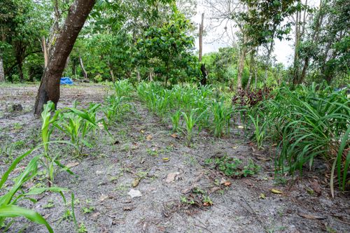 Roça de milho da Aldeia de Retomada Nhanderekoá da etnia Guarani Mbya