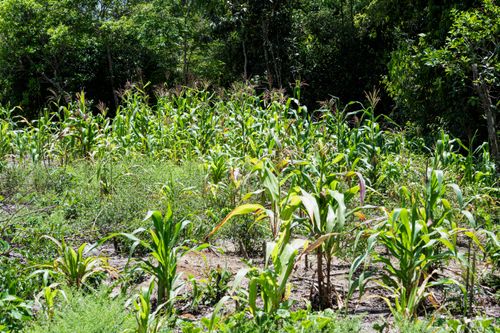 Roça de milho da Aldeia de Retomada Nhanderekoá da etnia Guarani Mbya
