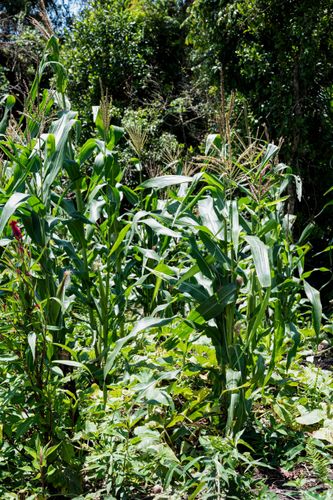 Roça de milho da Aldeia de Retomada Nhanderekoá da etnia Guarani Mbya