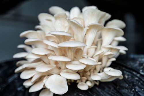 Cultivo de cogumelo shimeji com uso de substrato em contêiner