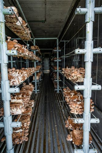Cultivo de cogumelo shitake com uso de substrato em contêiner