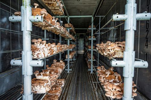 Cultivo de cogumelo shitake com uso de substrato em contêiner